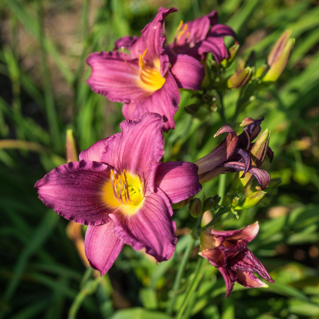 Little Grapette Daylily (Hemerocallis) — Compact Purple Perennial