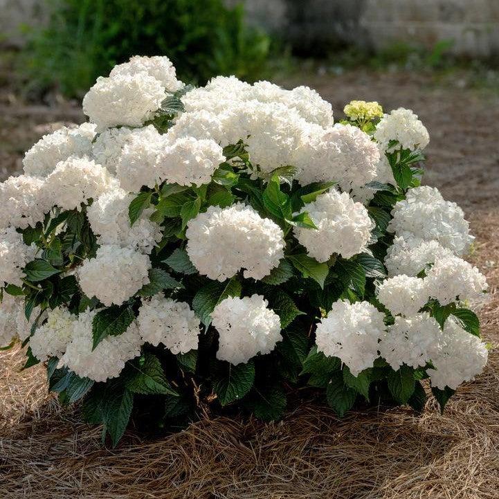 Hydrangea macrophylla 'Bailmaceight' - Endless Summer® Dreamcloud® Hyd ...