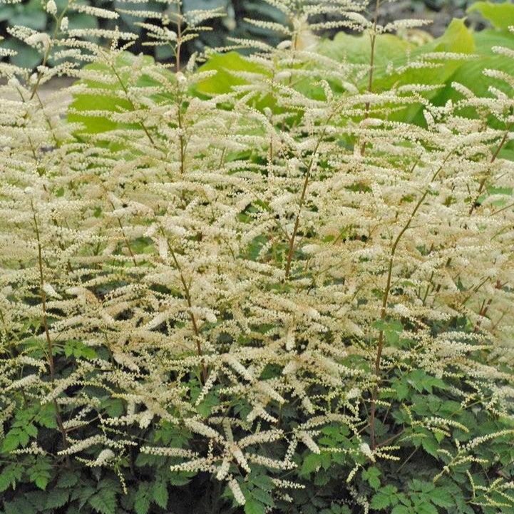 Aruncus x 'Misty Lace'  - Misty Lace Goat's Beard