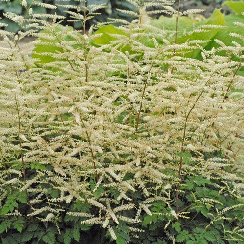 Aruncus x 'Misty Lace'  - Misty Lace Goat's Beard