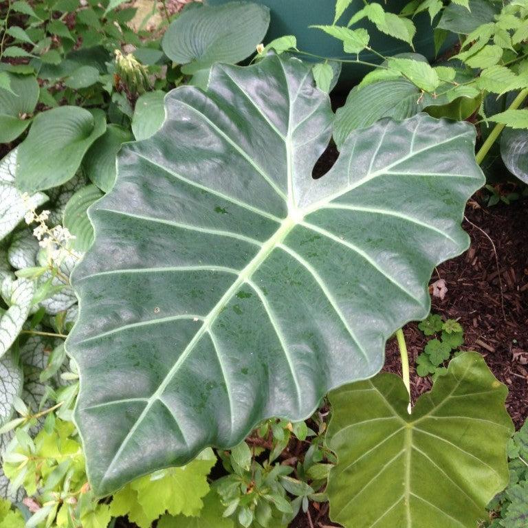 Alocasia 'Mayan Mask'  - Masquerade™ Mayan Mask Alocasia