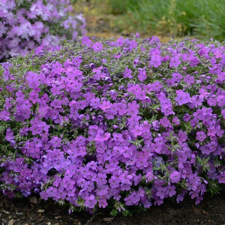 Phlox x 'Purple Sprite'  - PW® Purple Sprite Phlox