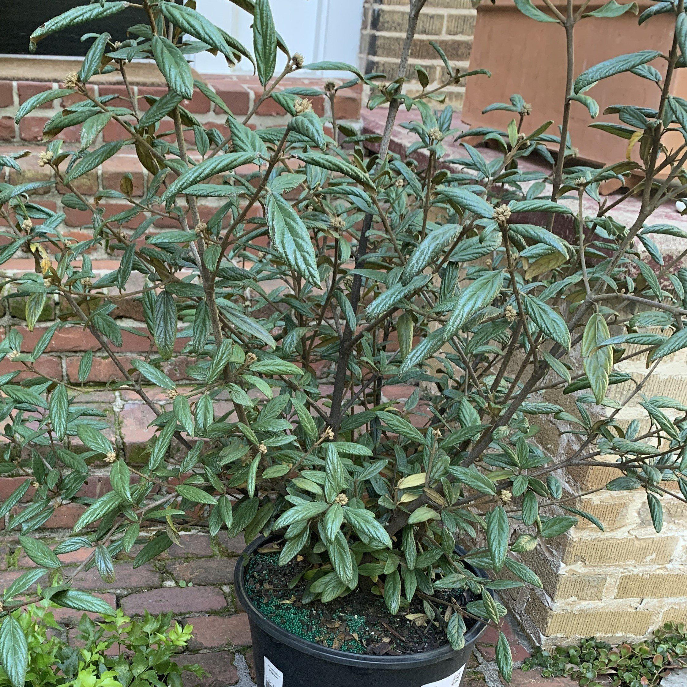 Viburnum 'Pragense'  - Prague Viburnum