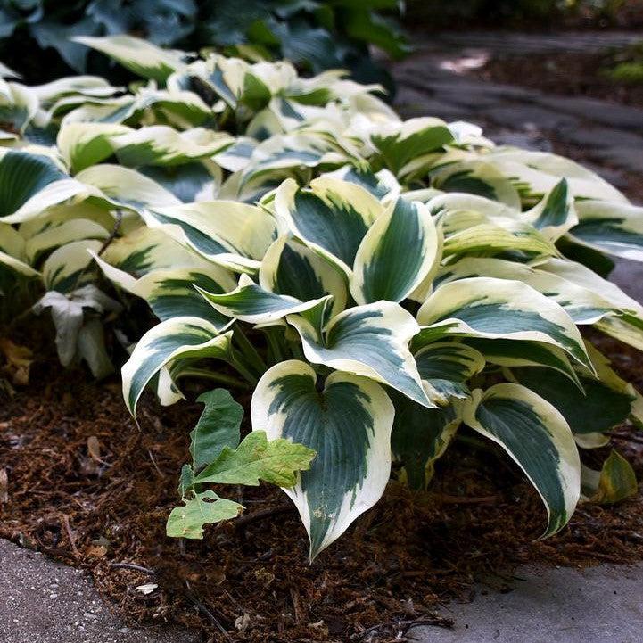 Hosta 'Blue Ivory'  - Blue Ivory Hosta