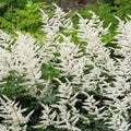 Astilbe japonica 'Deutschland'  - Deutschland Japanese Astilbe