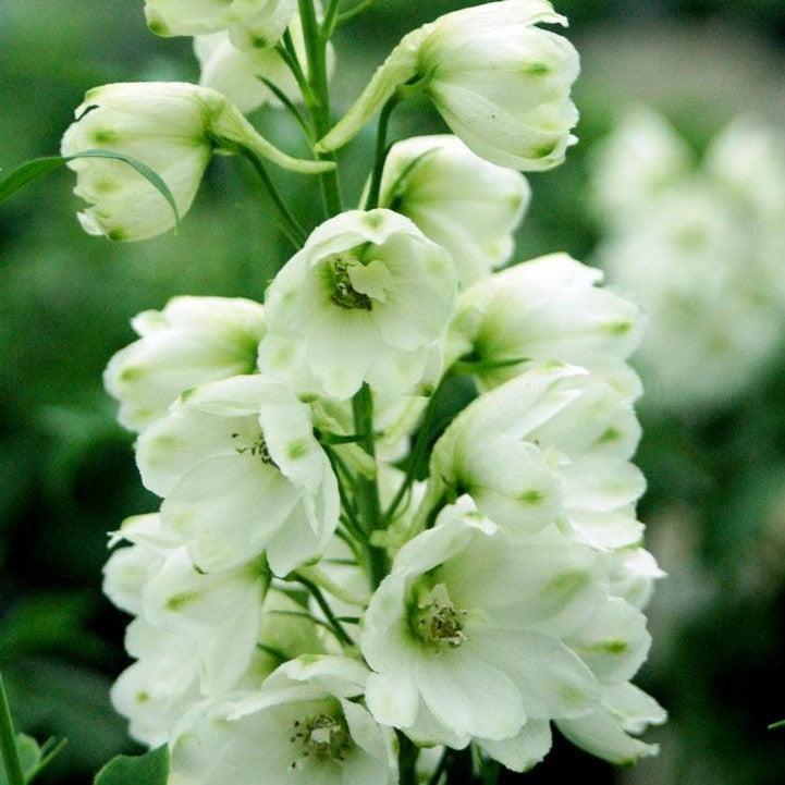 Delphinium elatum 'Guardian White'  - Guardian White Delphinium