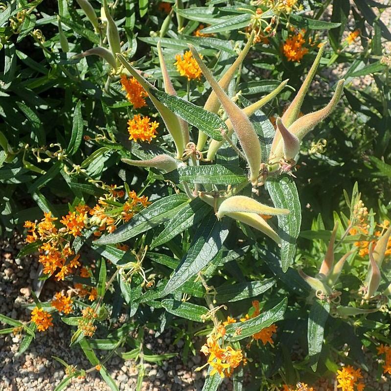 Asclepias tuberosa  - Butterfly Weed