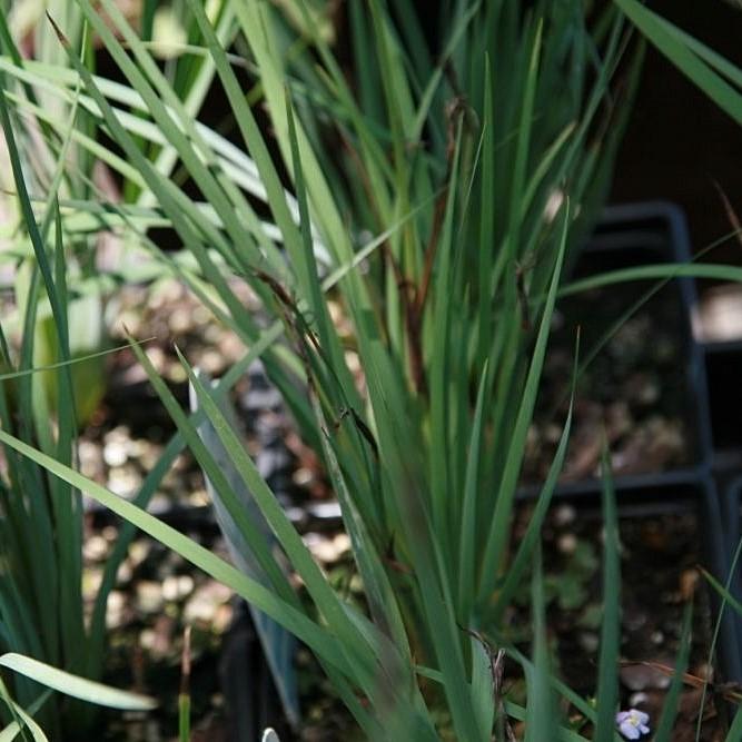 Sisyrinchium angustifolium 'Lucerne'  - Lucerne Blue-Eyed Grass