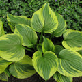 Hosta f. 'Aureomarginata'  - Aureomarginata Hosta