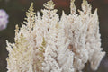 Astilbe chinensis 'You and Me Together'  - You And Me Together Astilbe