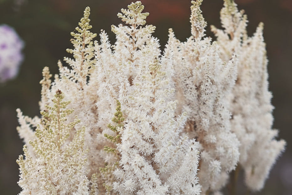 Astilbe chinensis 'You and Me Together'  - You And Me Together Astilbe