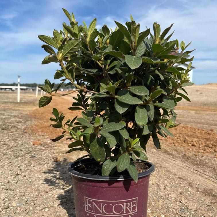 Rhododendron 'Conlec'  - Encore® Autumn Royalty™ Azalea