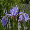 Iris versicolor  - Northern Blue Flag Iris, Harlequin Blue Flag