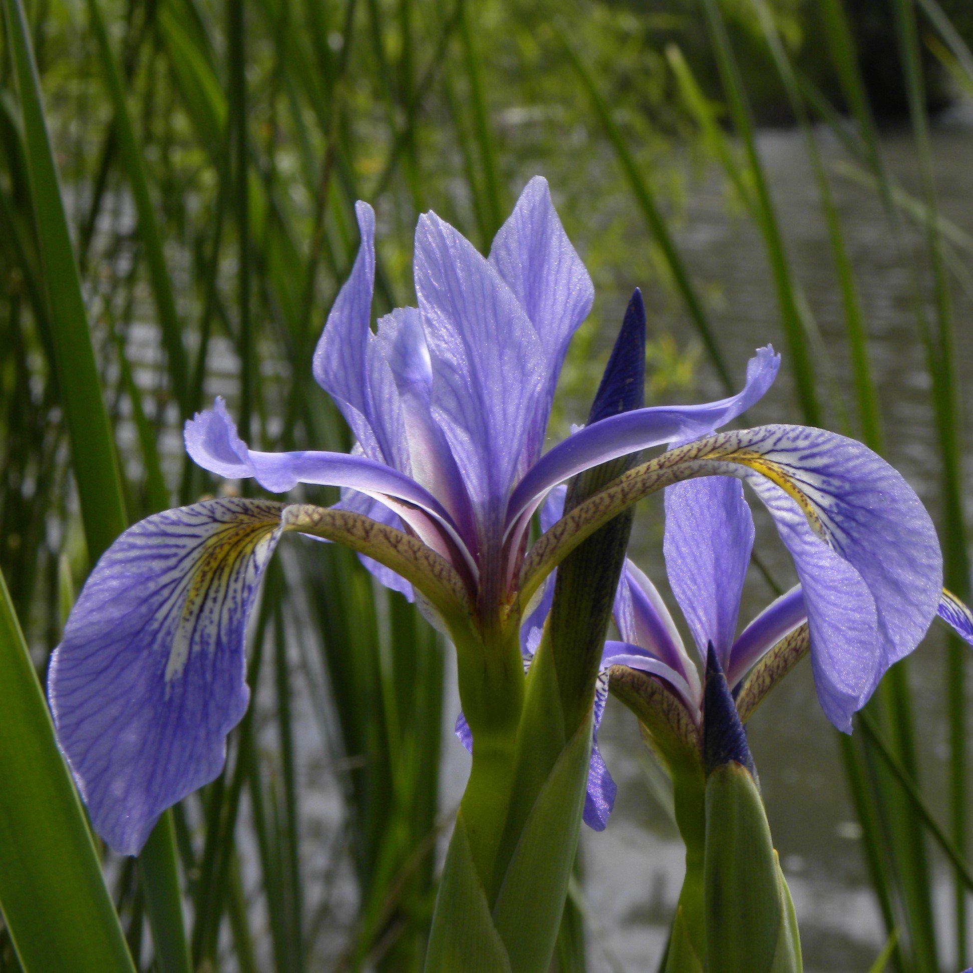Iris versicolor  - Northern Blue Flag Iris, Harlequin Blue Flag