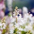 Tiarella cordifolia 'Running Tapestry'  - Running Tapestry Foam Flower