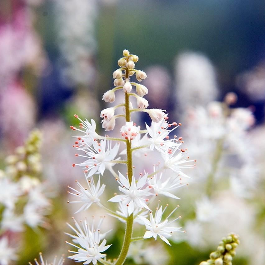 Tiarella cordifolia 'Running Tapestry'  - Running Tapestry Foam Flower
