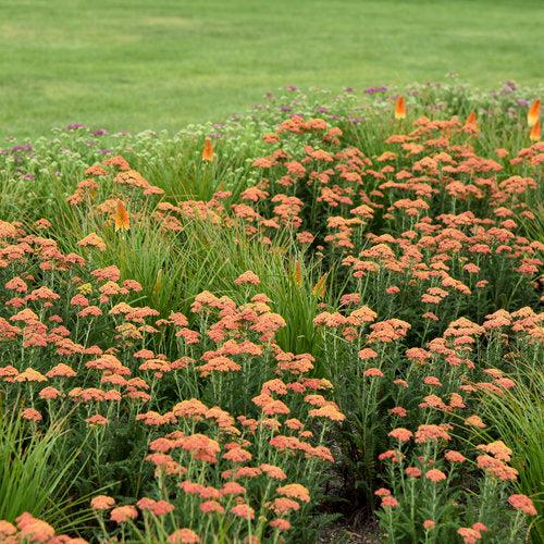 Achillea ’Firefly Peach Sky'  - PW® Firefly Peach Sky Yarrow