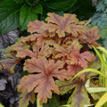 Heuchera 'Hopscotch'  - PW® Fun and Games® Hopscotch Coral Bells