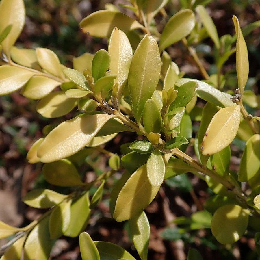 Buxus microphylla 'Tide Hill'  - Tide Hill Boxwood