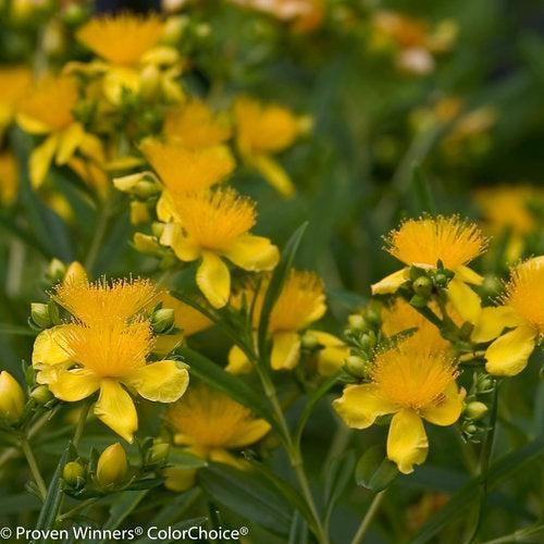 Hypericum kalmianum 'Deppe'  - Sunny Boulevard® St. John's Wort