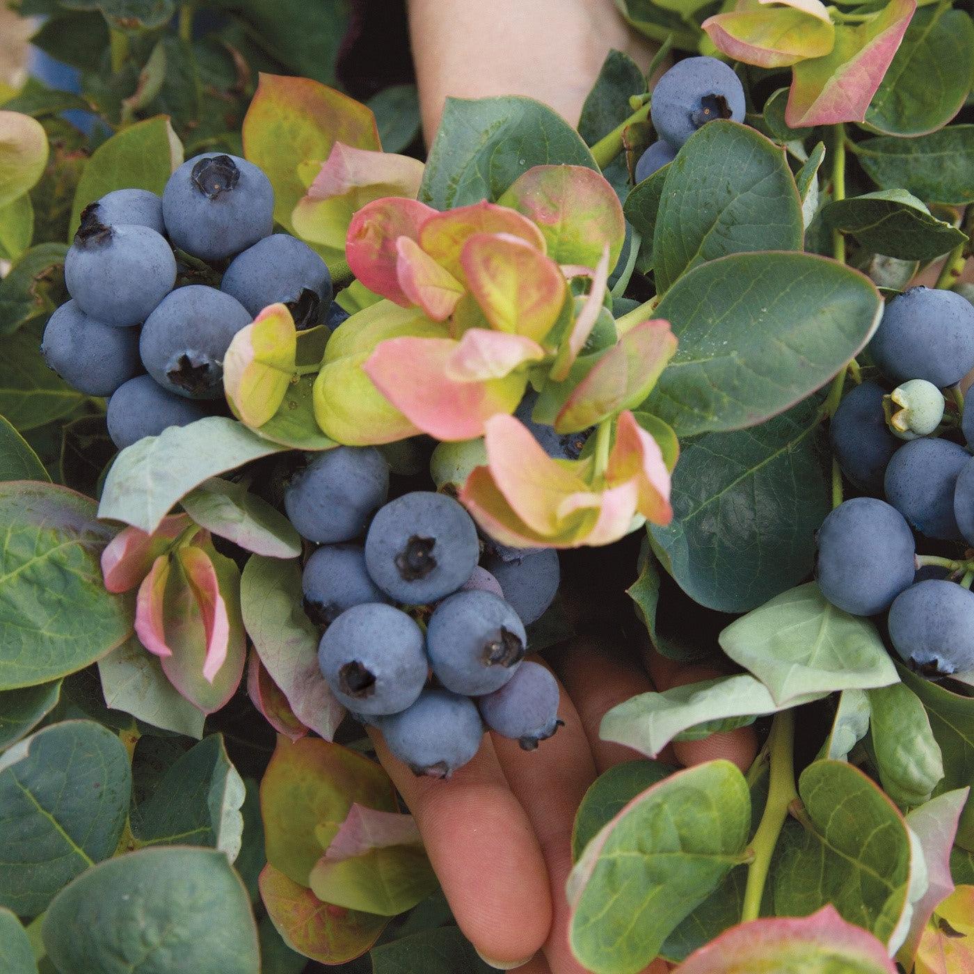 Vaccinium corymbosum 'ZF06-043'  - Peach Sorbet® Blueberry