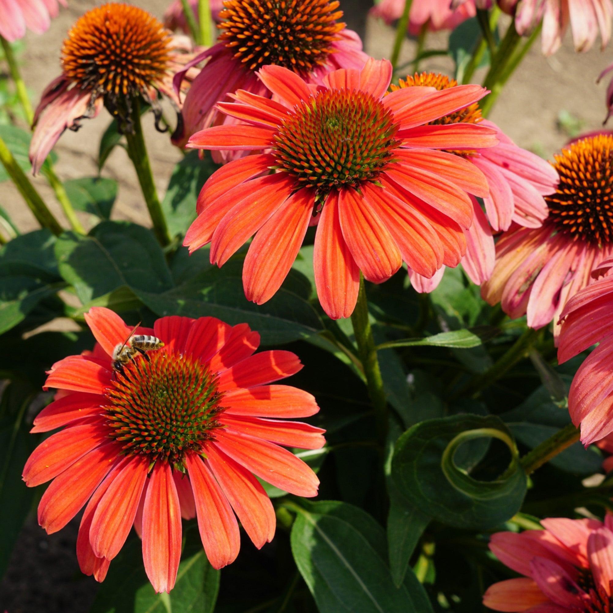 Echinacea 'Balsomotan'  - Sombrero® Tango Tangerine Coneflower