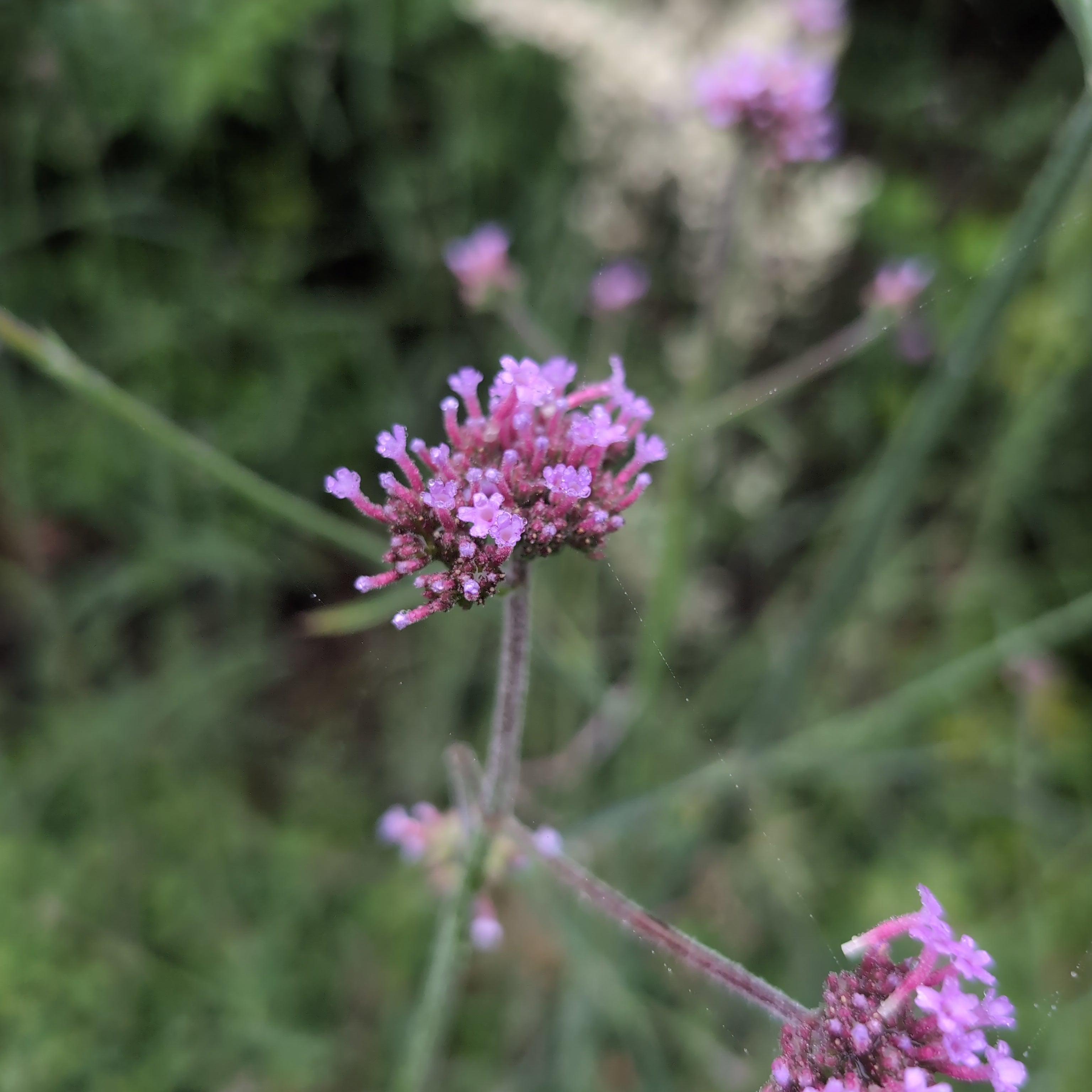 Verbena bonariensis 'Lollipop'   - Lollipop Verbena
