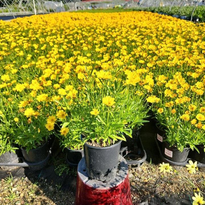 Coreopsis x 'Goldilocks'  - Lil' Bang™ Goldilocks Tickseed