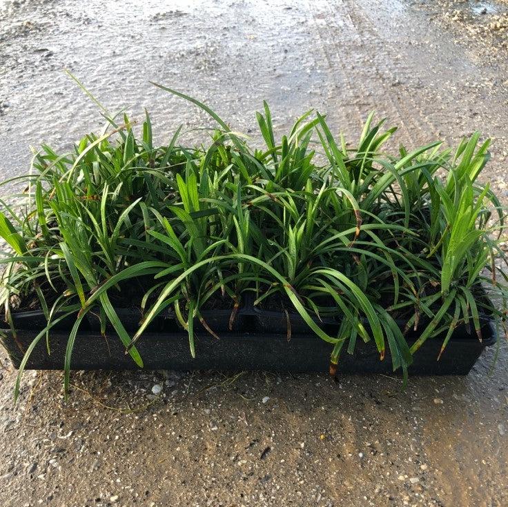 Big Blue Lily Turf (Liriope muscari) — Evergreen Groundcover Perennial