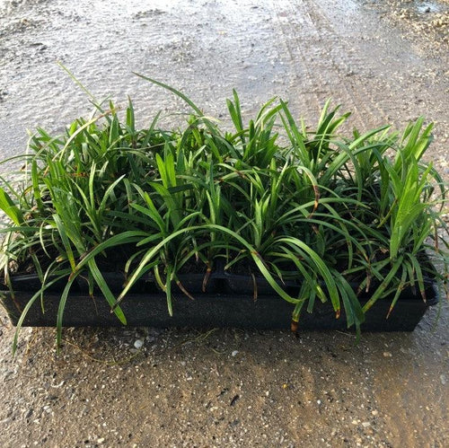 Big Blue Lily Turf (Liriope muscari) — Evergreen Groundcover Perennial