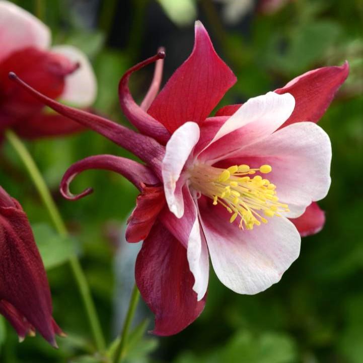 Aquilegia 'PAS1258484'  - Earlybird™ Red White Columbine