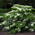 Viburnum plicatum tomentosum 'Mariesii'  - Mariessi Viburnum