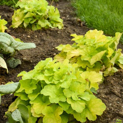 Heuchera 'Pistachio Ambrosia'  - Primo® Pistachio Ambrosia Heuchera