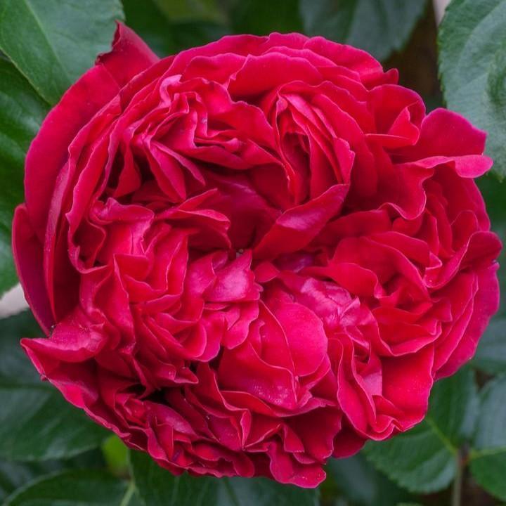 Rosa 'Meidrason'  - Eden Climber® Red Rose