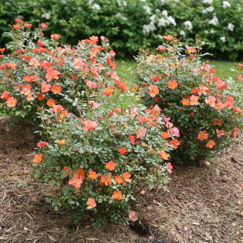 Rosa x 'FARROWRSP'  - Oso Easy Hot Paprika® Rose