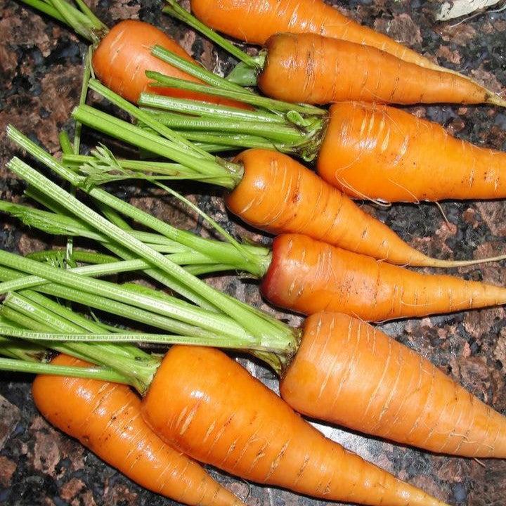 Daucus 'Sweet Treat'  - Sweet Treat Carrot