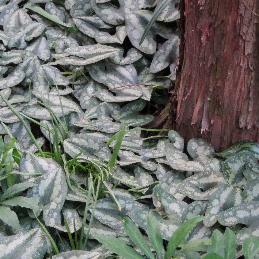 Asarum splendens  - Chinese Wild Ginger