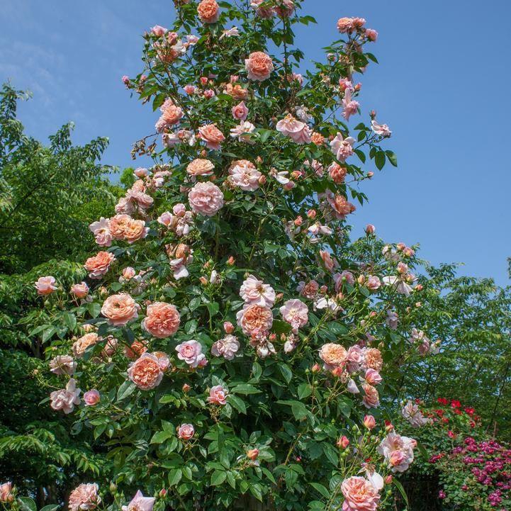 Rosa 'Meiroupis'  - Bloomables® Colette™ Climbing Rose