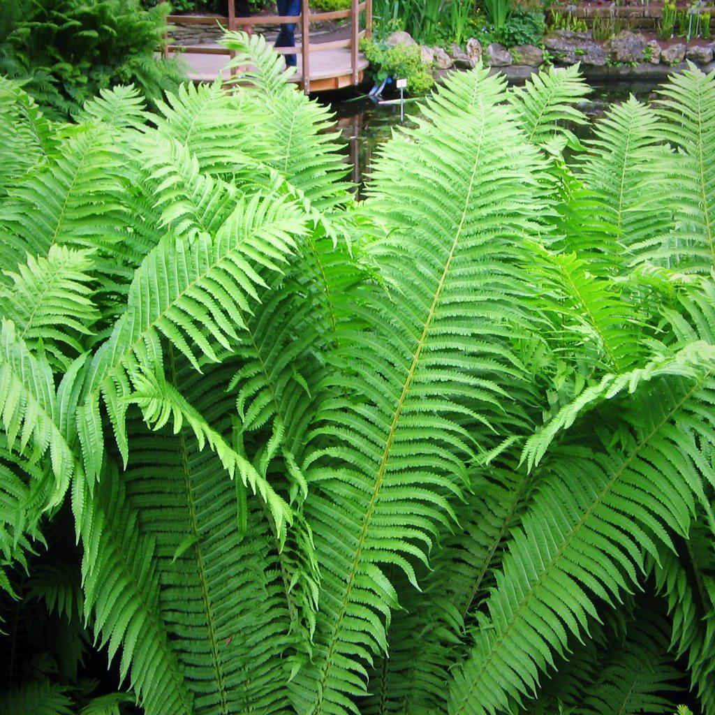 Matteuccia struthiopteris  - Ostrich Fern