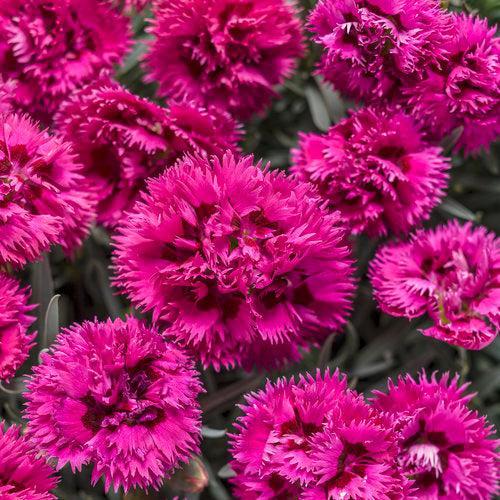Dianthus 'Spiked Punch'  -  Fruit Punch® Spiked Punch Dianthus