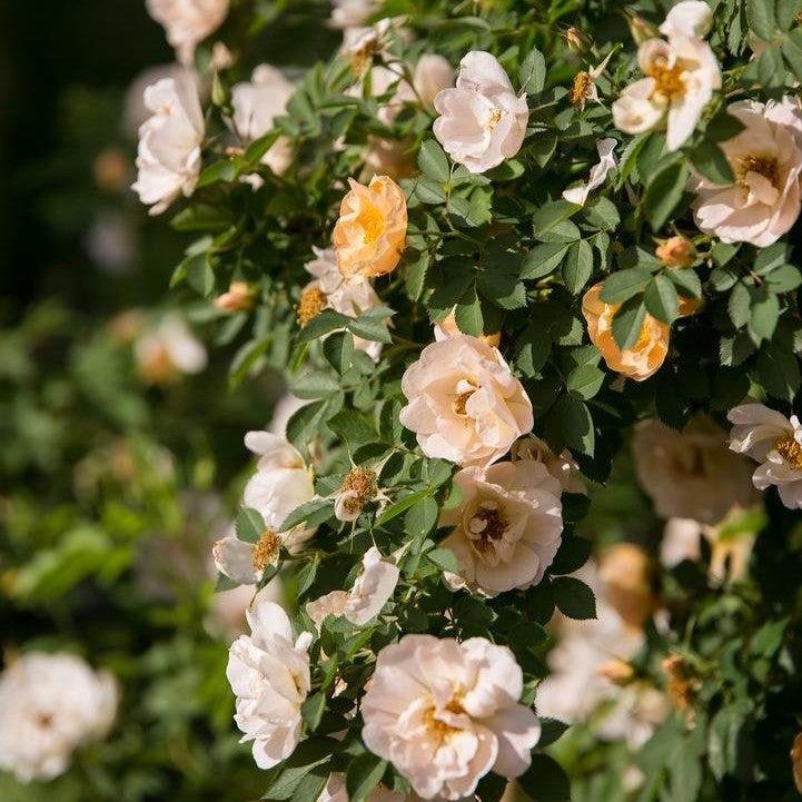 Rosa 'ZLEEltonStrack' PP24,463  - Rosa Above and Beyond™ Climbing Rose
