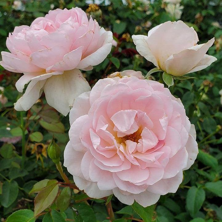 Rosa 'Ausraveloe'  - Silas Marner® Rose