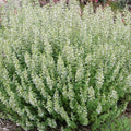Calamintha nepeta 'Montrose White'  - Montrose White Calamint
