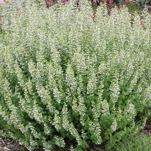 Calamintha nepeta 'Montrose White'  - Montrose White Calamint