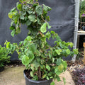 Corylus avellana 'Contorta'  - Contorted Filbert, Harry Lauder’s Walking Stick