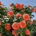 Rosa 'Meimonblan'  - Marmalade Skies™ Rose