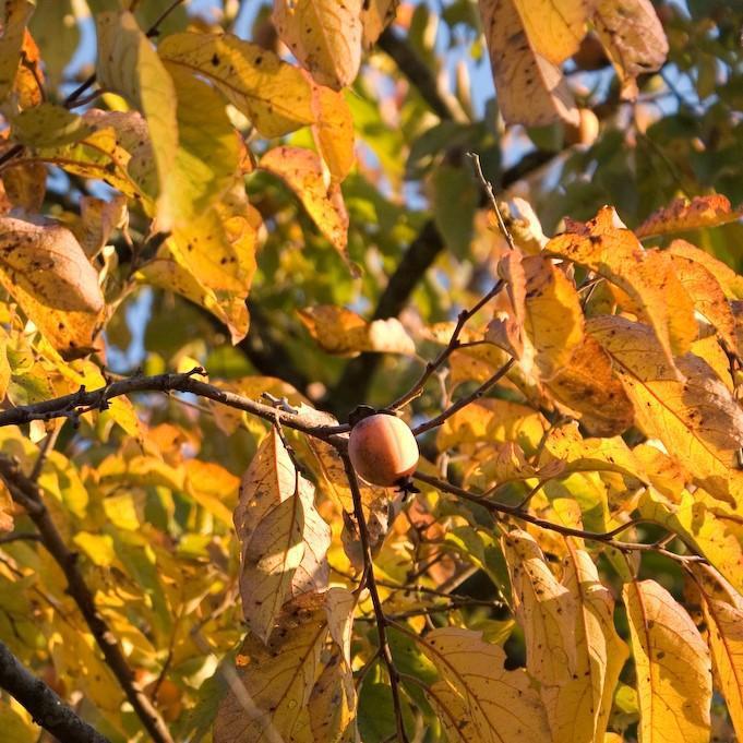 Diospyros virginiana  - Persimmon