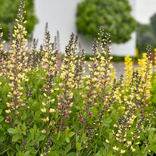 Baptisia 'Pink Lemonade' PP30,669  - PW® Decadence® Deluxe Pink Lemonade False Indigo
