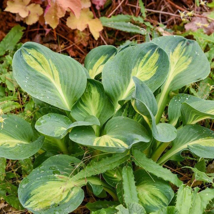 Mouseketeer Hosta — Miniature Blue-Green & Chartreuse Shade Perennial