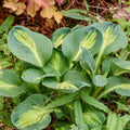Mouseketeer Hosta — Miniature Blue-Green & Chartreuse Shade Perennial